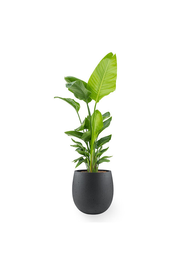 Strelitzia Nicolai in Bloempot Balloon