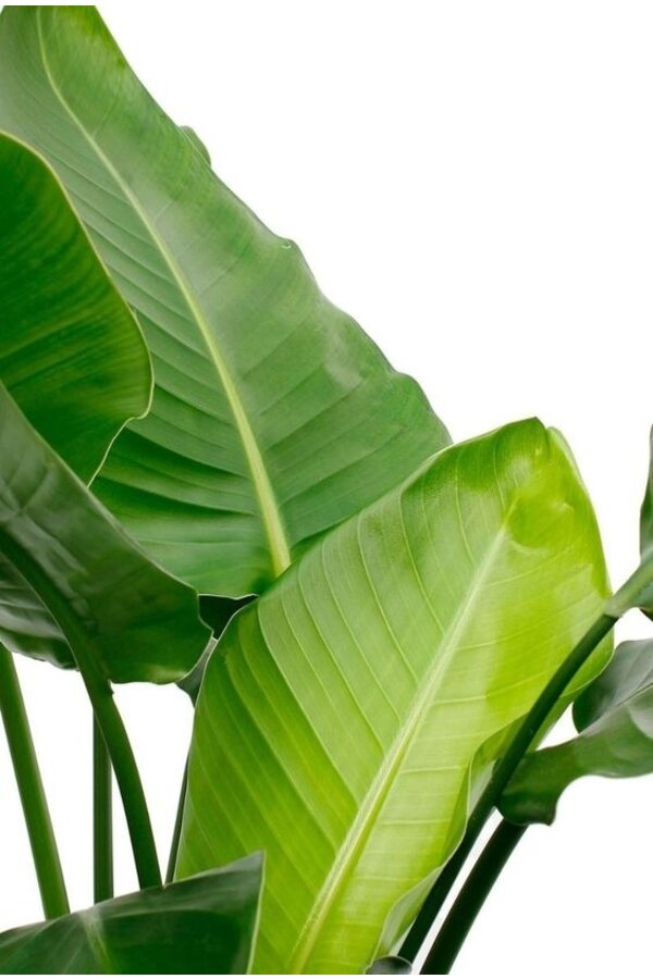 Strelitzia Nicolai in Bloempot Balloon