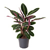 Calathea Warscewiczii