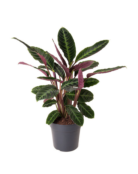 Calathea