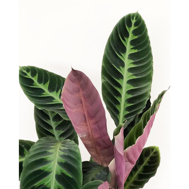 Calathea Warscewiczii