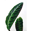 Calathea Warscewiczii