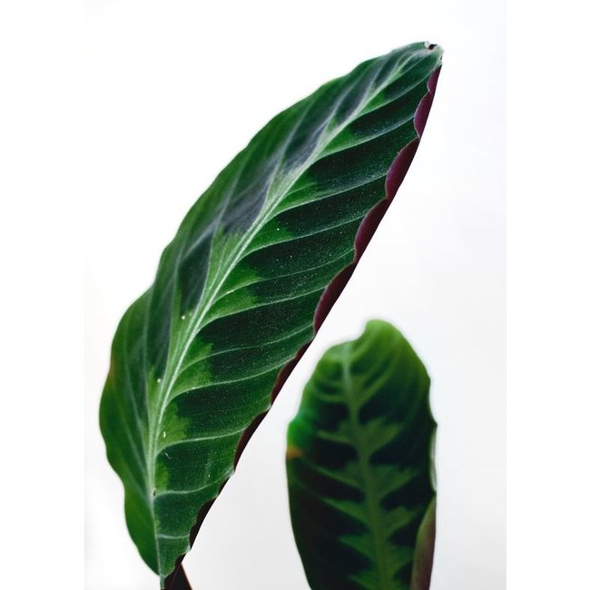 Calathea Warscewiczii