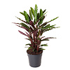 Calathea Rufibarba M