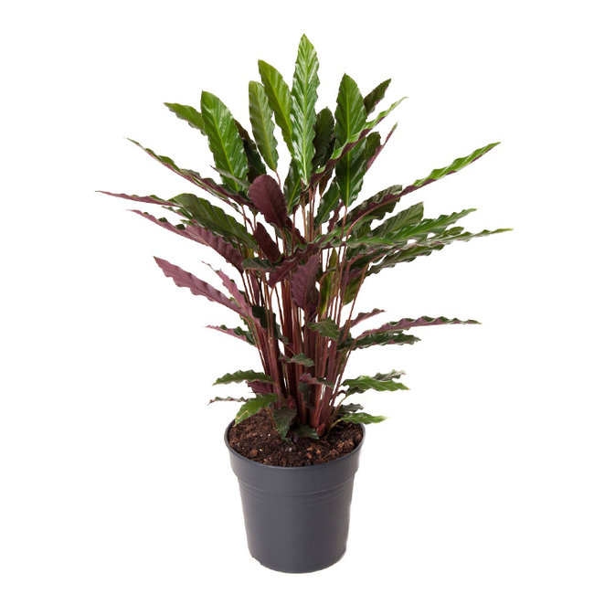 Calathea Rufibarba M