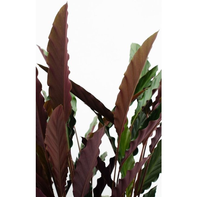 Calathea Rufibarba M