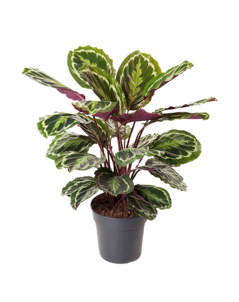 Calathea