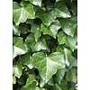 Hedera Helix Wonder