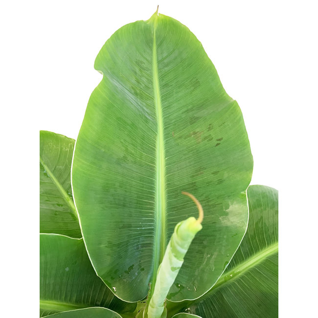 Bananenplant Musa Tropicana L