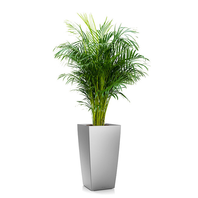 Areca in Zelfwatergevende Cubico