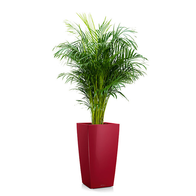 Areca in Zelfwatergevende Cubico