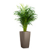 Areca in Zelfwatergevende Cubico