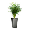 Areca in Zelfwatergevende Cubico