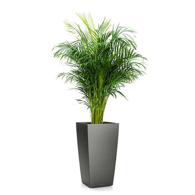 Areca in Zelfwatergevende Cubico