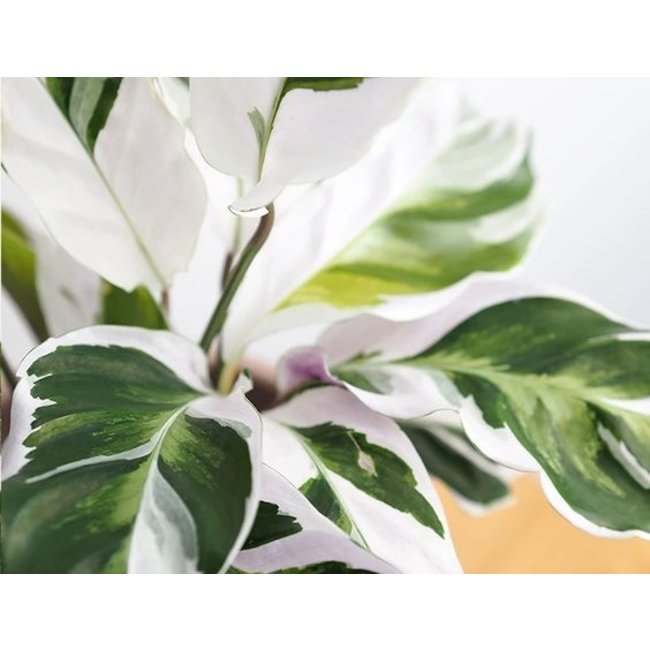 Calathea Fusion White