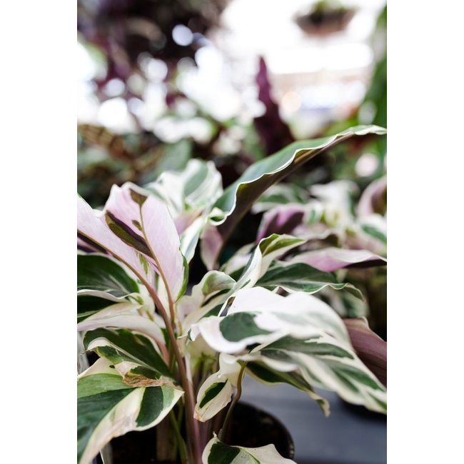 Calathea Fusion White