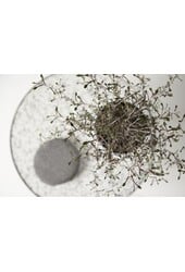 Maori Green Leaf in Charlie Grey Pot