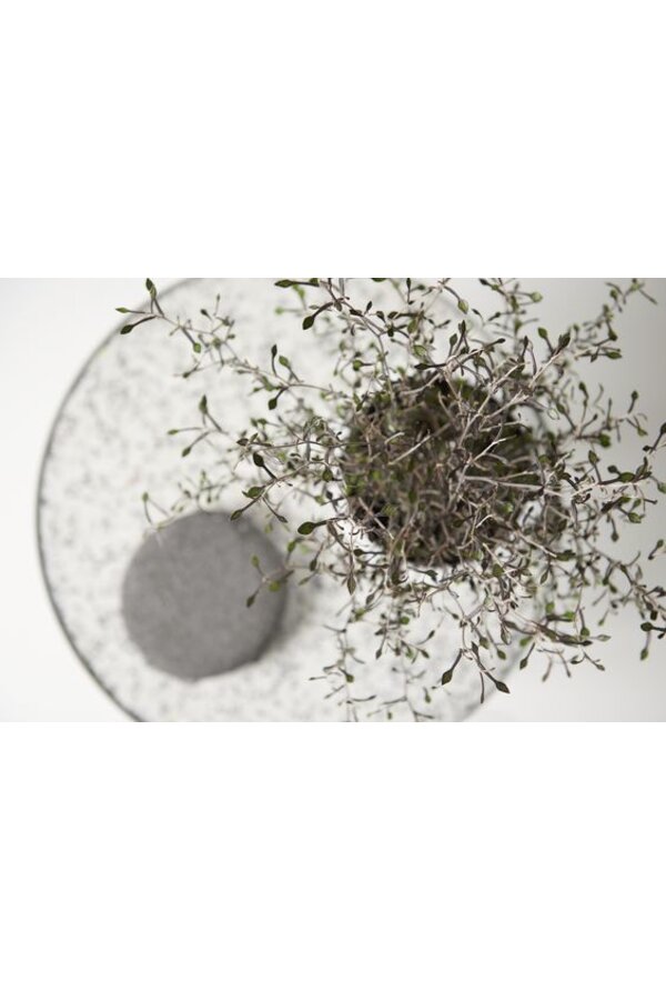 Maori Green Leaf in Charlie Grey Pot