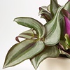 Tradescantia Zebrina paars