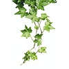 Hedera Helix Pittsburgh