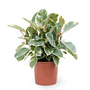 Ficus Elastica Tineke