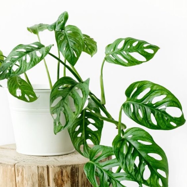 Hydroplant Monstera obliqua