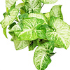 Syngonium white butterfly