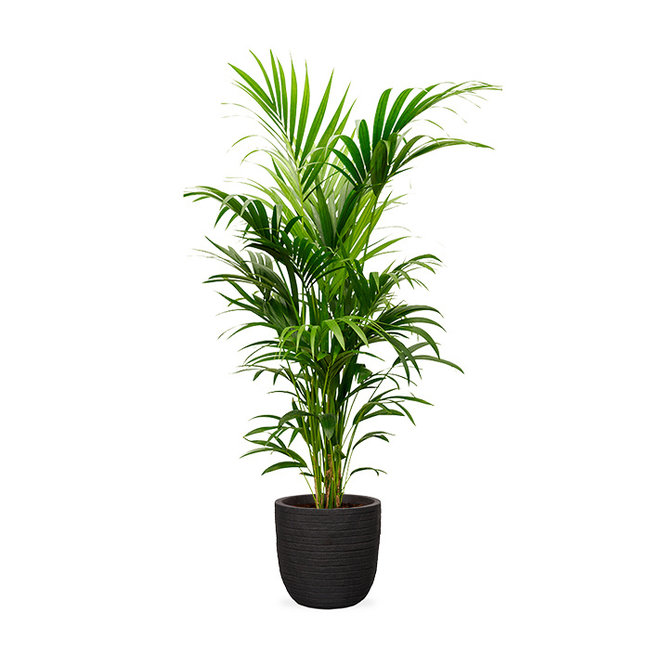 Kentia Palm in Bol Pot