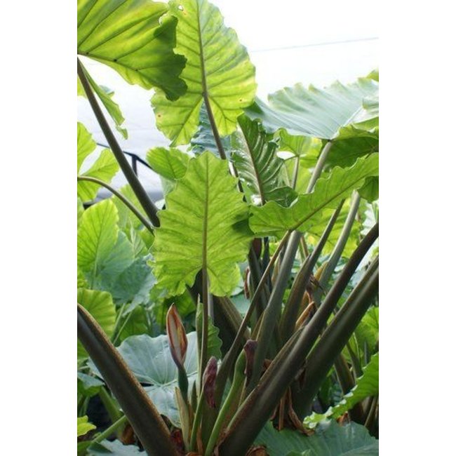 Alocasia in Rotan Pot