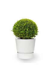 Buxus in greenville pot