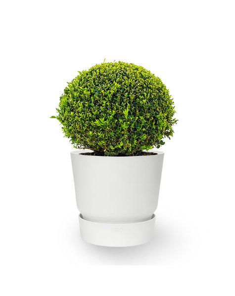 Harde ring naald Kudde Buxus plant kopen? | Mooiste planten direct in pot bestellen - Fleurdirect
