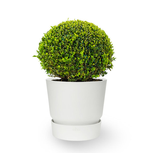 Buxus in greenville pot