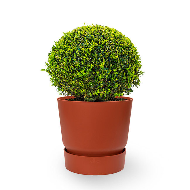 Buxus in greenville pot