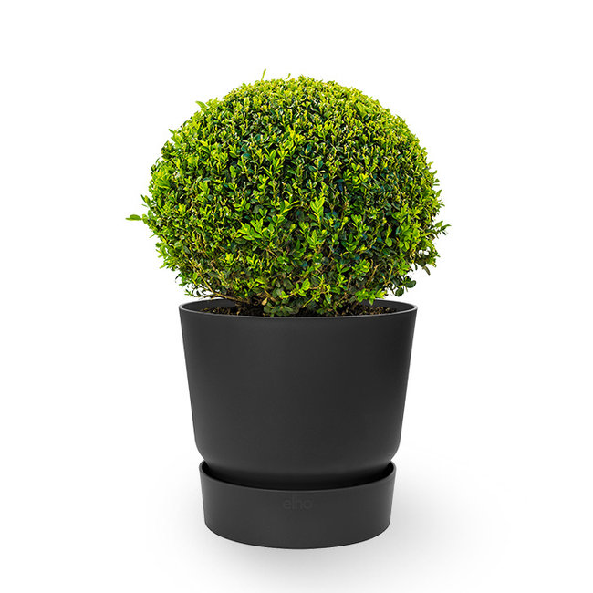 Buxus in greenville pot