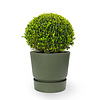 Buxus in greenville pot