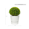 Buxus in greenville pot