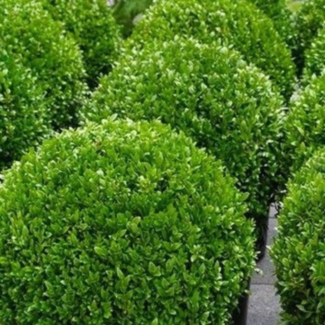 Buxus bol in Rotazionale Swing