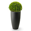 Buxus Bol In Elho Pure Soft  M