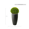 Buxus Bol In Elho Pure Soft  M