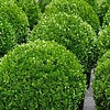 Buxus Bol In Elho Pure Soft  M