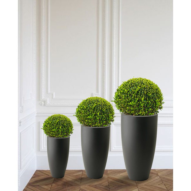 Buxus Bol In Pure Soft S