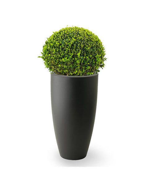 Elho Elho | Buxus