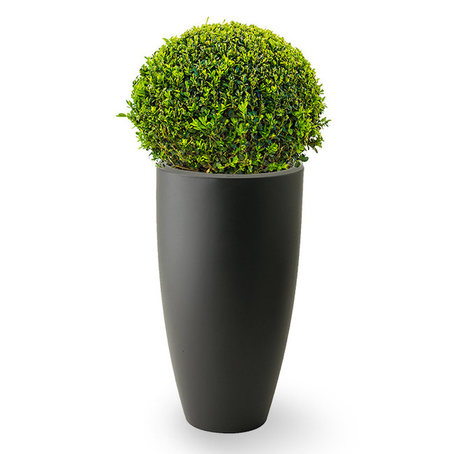 Buxus Bol In Pure Soft S