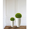 Buxus Bol In Pure Soft S