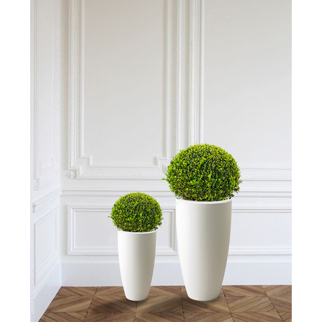 Buxus Bol In Pure Soft S