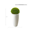 Buxus Bol In Pure Soft S