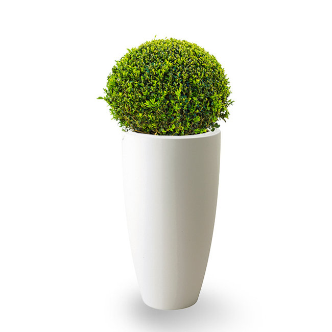 Buxus Bol In Pure Soft S