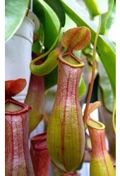 Nepenthes alata
