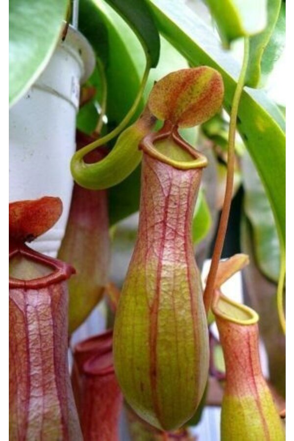 Nepenthes alata