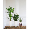 Plantenpakket Tropische planten in Elho pure soft